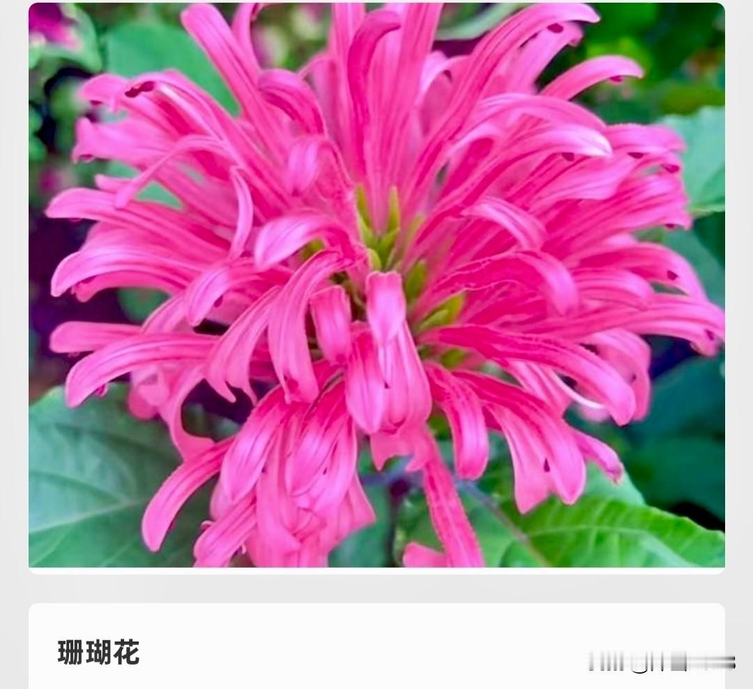 拥有希望、光明、喜悦与蓬勃的生命力‌——珊瑚花(巴西羽花)
珊瑚花是是爵床科爵床