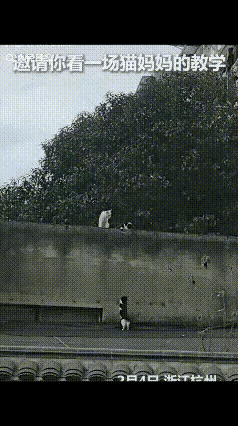“上人民日报了！”浙江杭州，网友无意间拍到一段视频冲上热搜，视频中的主角是猫妈妈