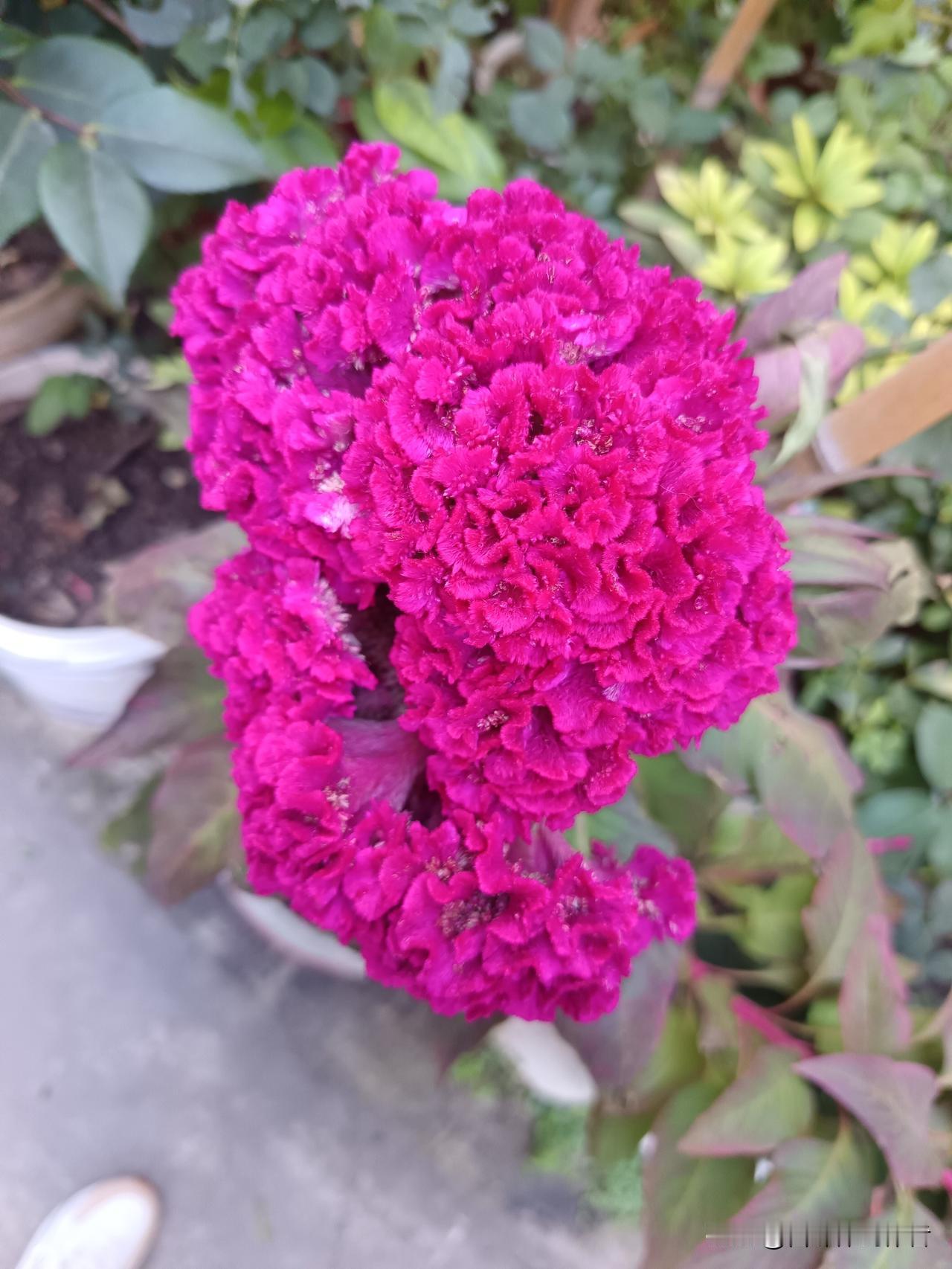 百花齐放，请赐下联
万紫千红