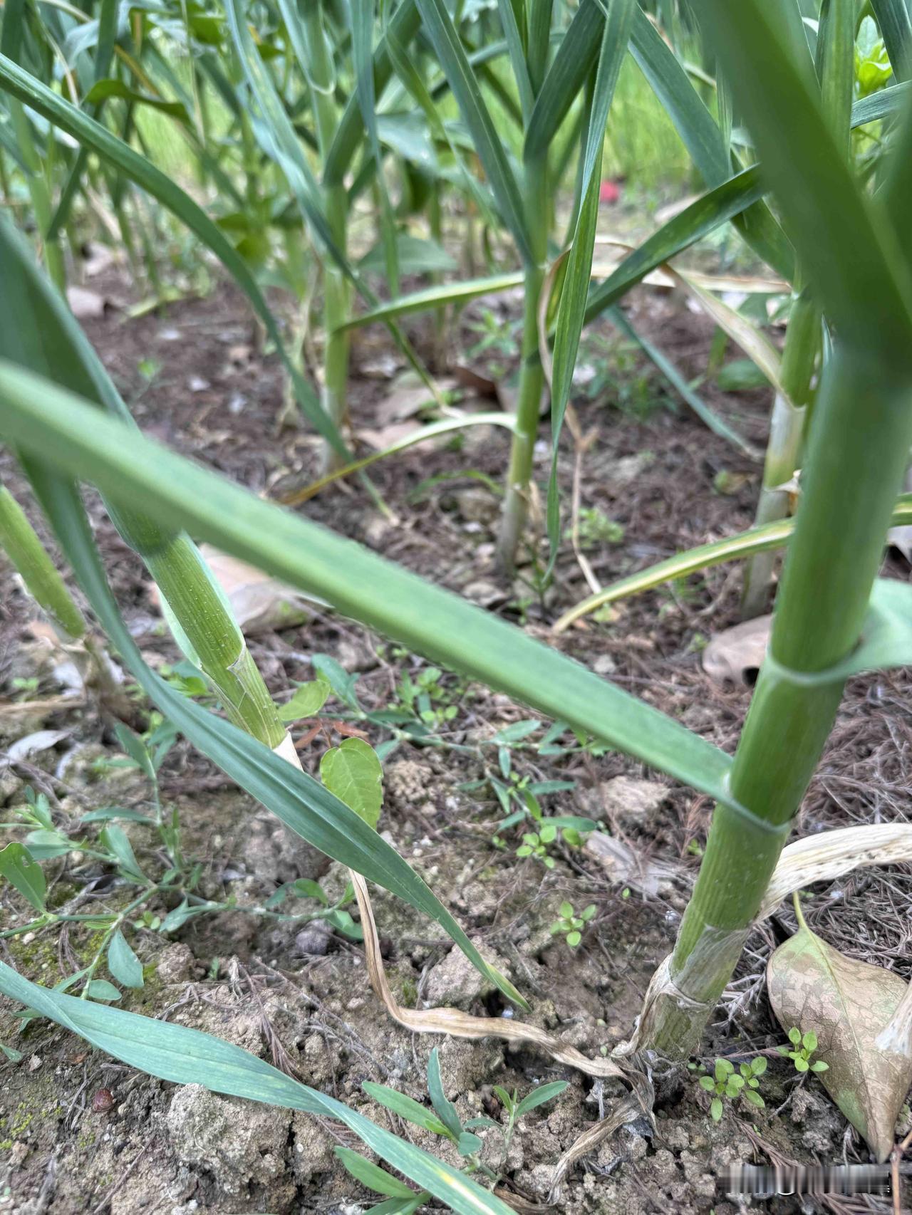 【小对联】
上：……？
下：素人。