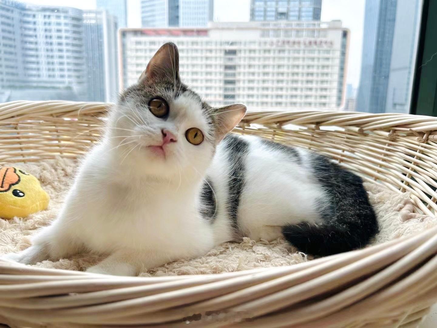 #广州领养猫##广州领养##广州领养[超话]# “乐乐”，被邻居业主弃的小可憐，