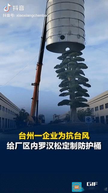 “太硬核了！”台风来袭前，浙江一企业出动吊车、定制巨型不锈钢桶将厂区一棵大树整个