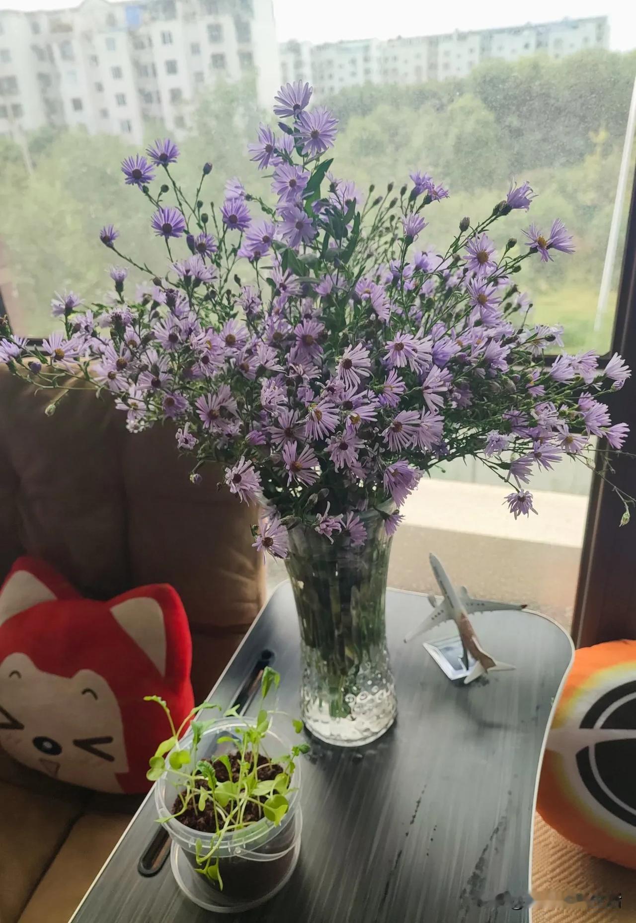 再换一瓶新的
很喜欢这个蓝紫色的小碱菀花
她清雅闲适、不争不抢
淡然的活在自己的