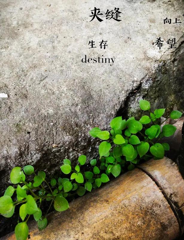 我可不认同“人的命运天注定”这说法。好多人一遇到挫折，像考试失利、创业失败，就拿