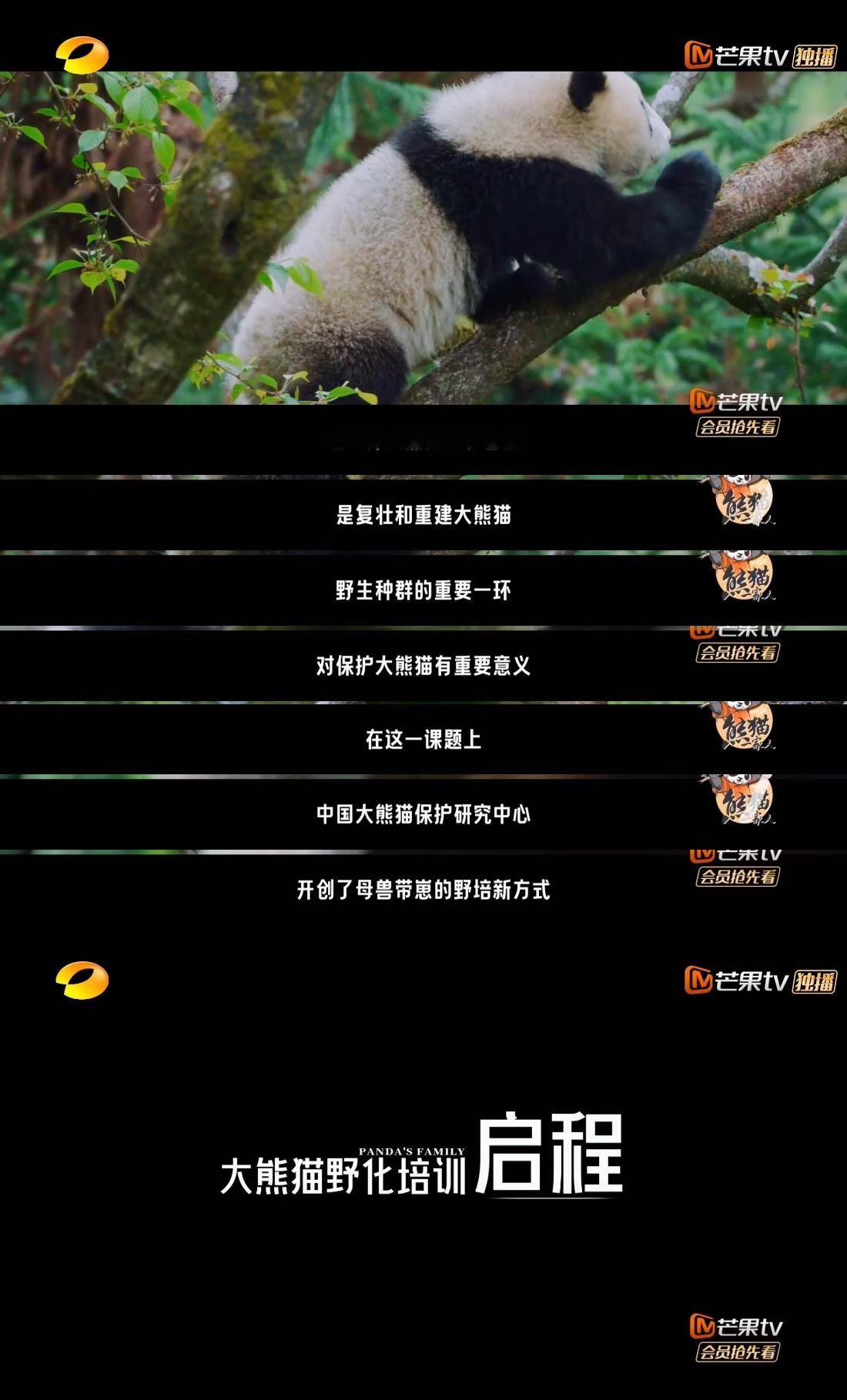 #熊猫一家人这期讲野化培训#以前只是听说过熊猫野化培训，这次终于在#熊猫一家人#