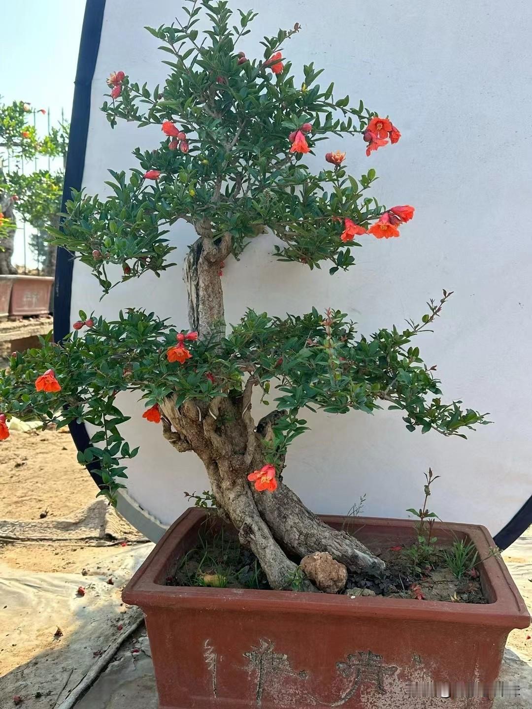花影摇曳，春意盎然。石榴盆景