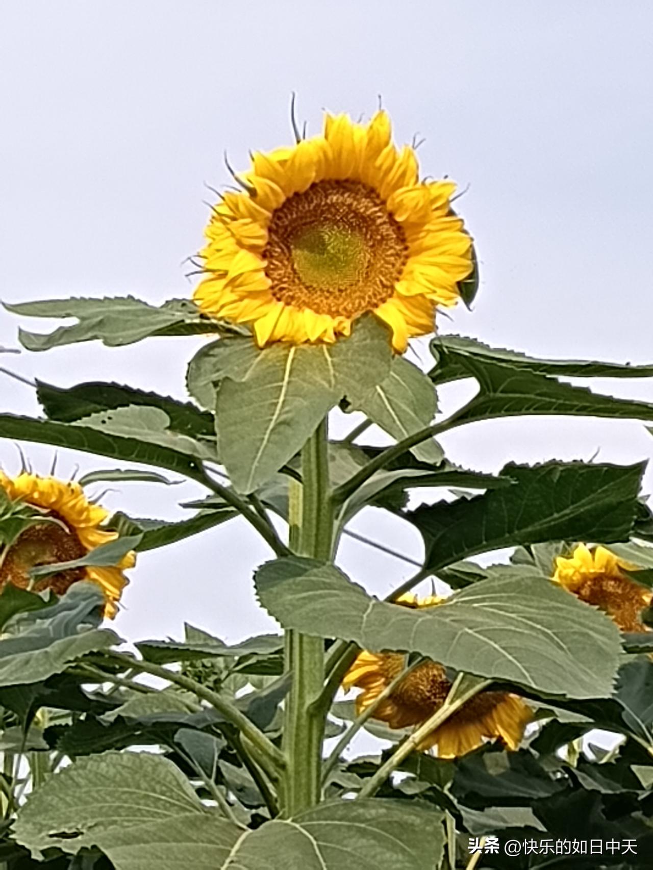 1、狗一生输在（婚姻）。
2、兔一生输在（桃花）。
3、羊一生输在（骄傲）。
4