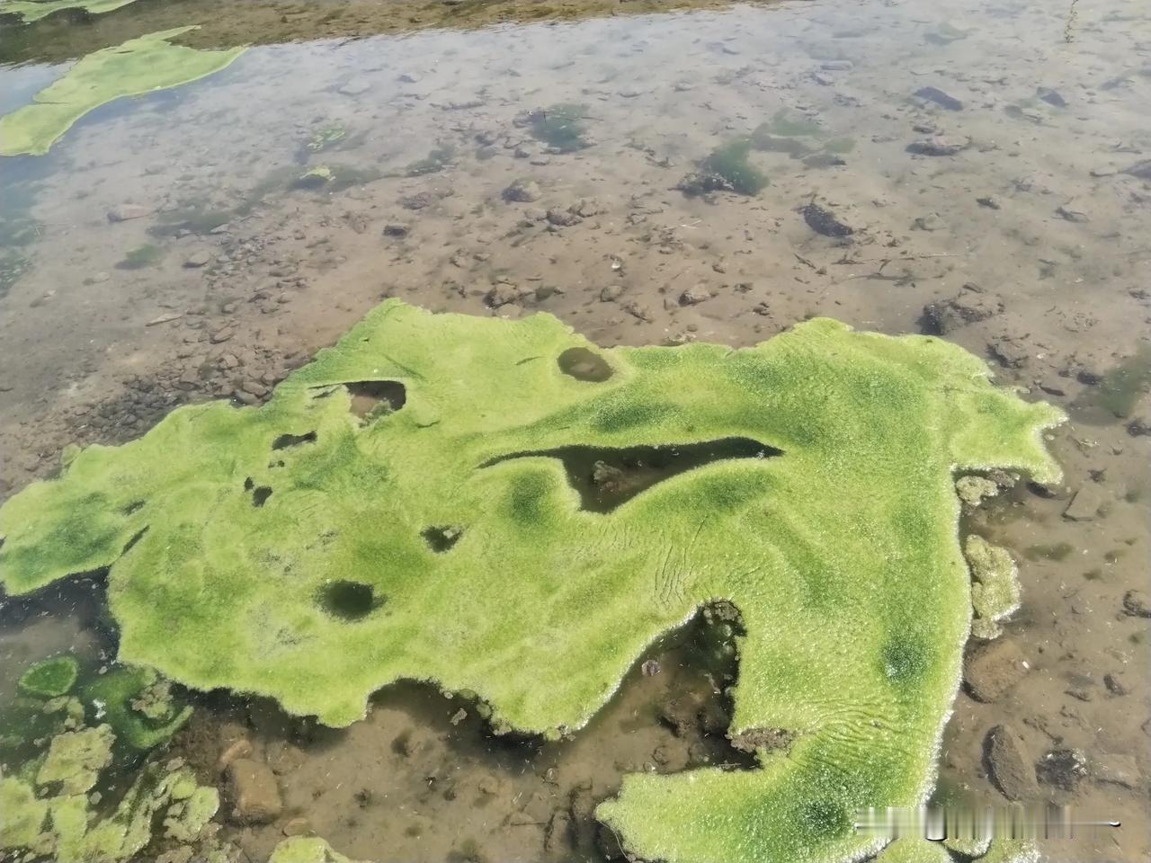 漂浮在河里的各种形状的绿苔，像一副水中画卷，还挺好的[笑哭]