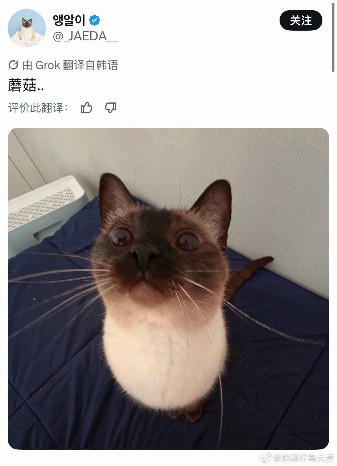 杏鲍菇.. 