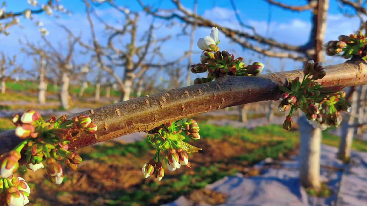🍒樱桃树想要高产稳产？关键在结果枝组！鞭杆式结果（单轴延伸式结果）是核心模式，