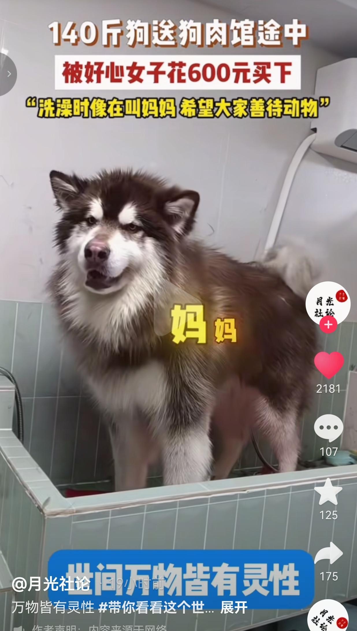 万物皆有灵！重庆的罗女士开车路上，看见一辆三轮车拉着一只140斤的阿拉斯加，狗贩