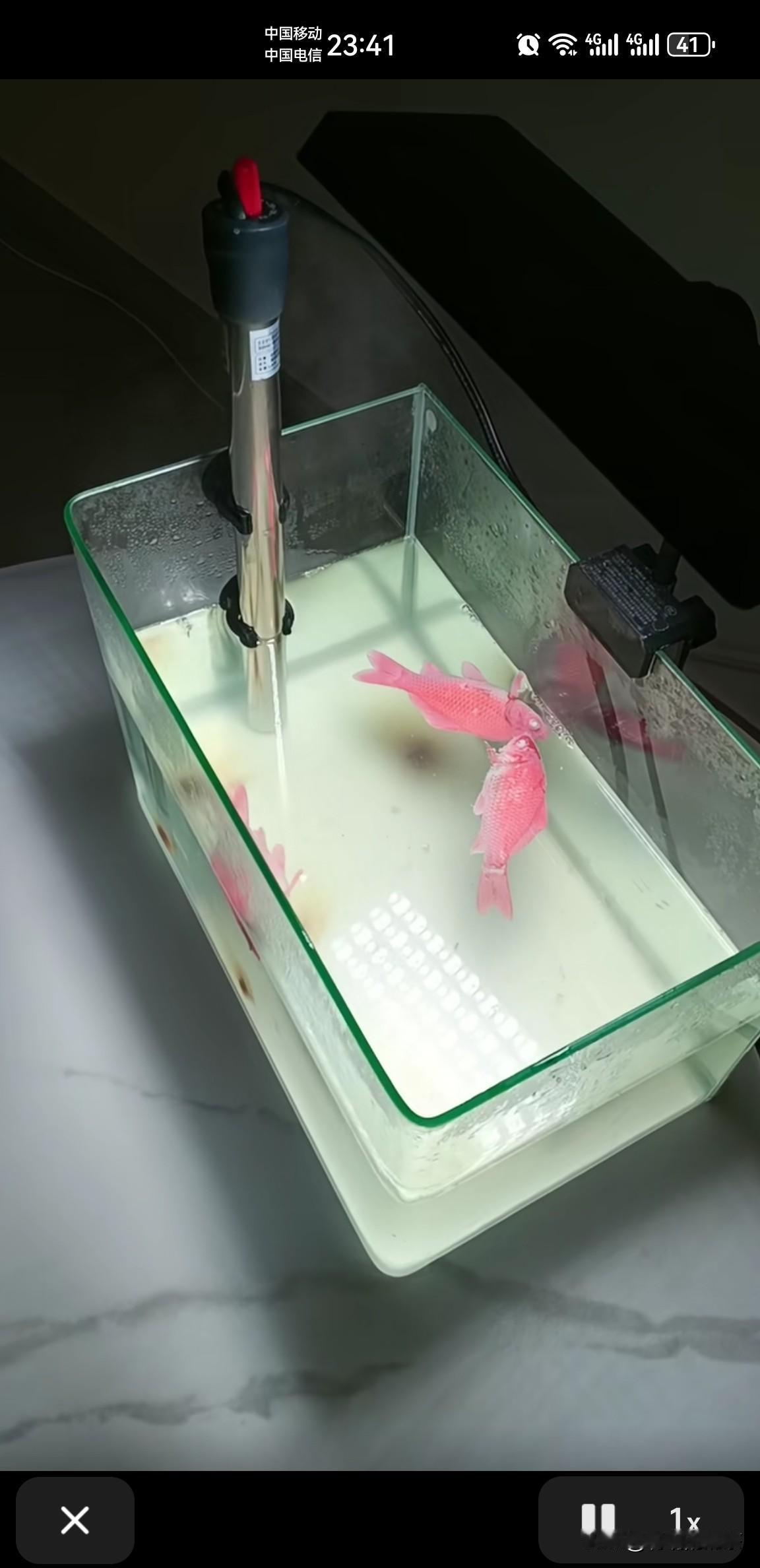 冬天怕鱼冻死，偷偷的提老公买了个鱼缸加热棒，才一个晚上鱼怎么就躺平了？如果让老公