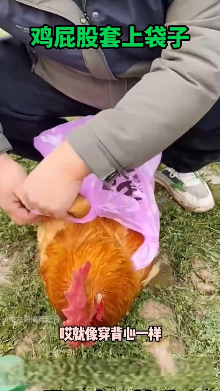 鸡屁股套上袋子下蛋再也不怕丢了。
你们看好了，只教一遍，学不会可别怪我。
·把塑