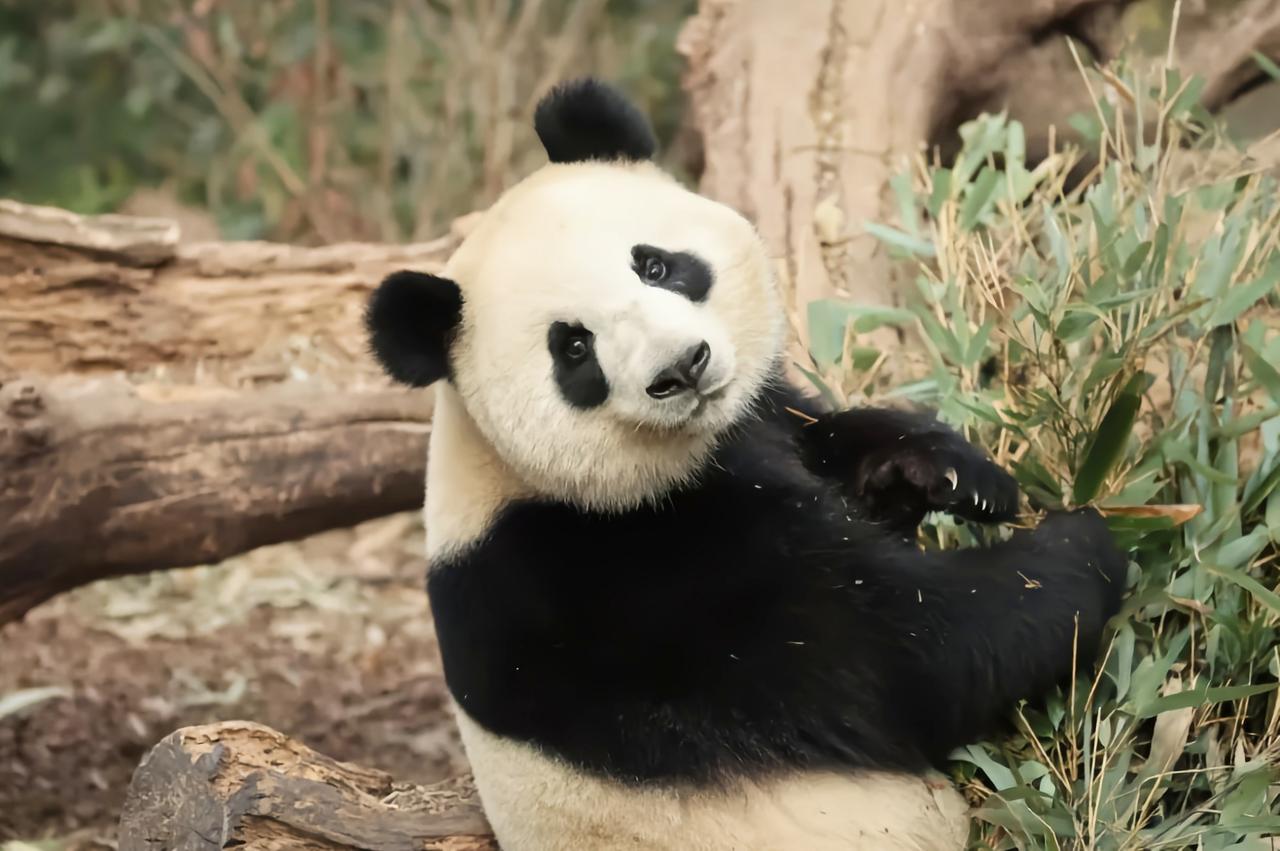 海外竟然有只大熊猫，不属于中国！

很多人都知道，目前旅居海外的大熊猫，所有权全