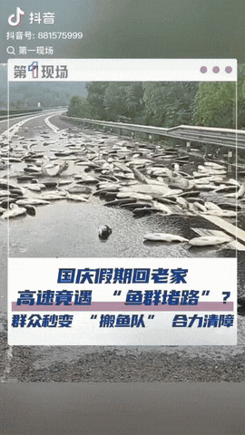 10月1日，一女子开车回老家，
不料，在高速路上竟然遇到“鱼群堵路”，就在大家都