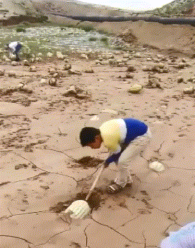 原来西瓜是长在土里的  
