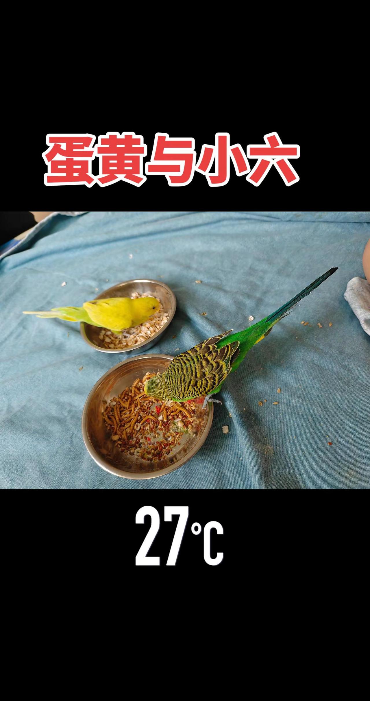 虎皮鹦鹉会说话。
