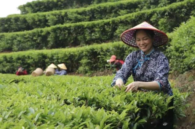 “兴宁绿茶”全国出名啦！“兴宁绿茶”入选农业农村部2025年第三批全国名特优新农