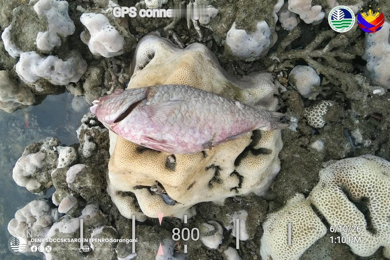 袭击菲南部棉兰老岛的7.8级地震导致部分海床隆起高达2米，海岸线据报道向外移动了