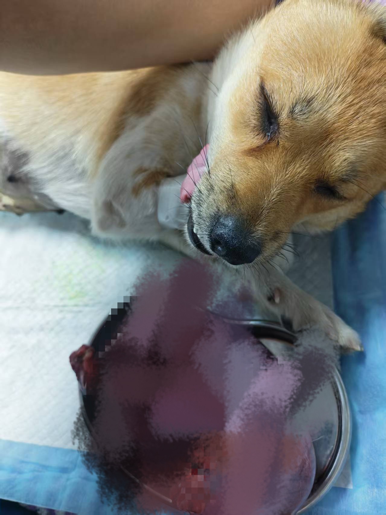 朱迪生病了，带去宠物医院看，核酸血常规B超都做了，确诊卵巢蓄脓，要摘除子宫。 我