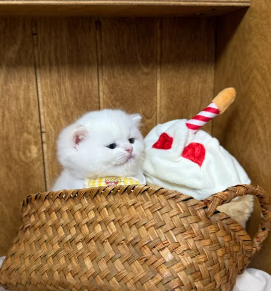 一口小奶熊啊呜🧸