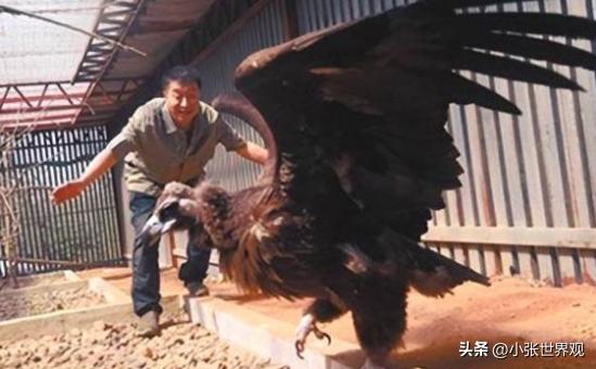 2013年，辽宁沈阳男子救下一只中毒濒死的秃鹫，放生3次失败后，秃鹫却做出了一件