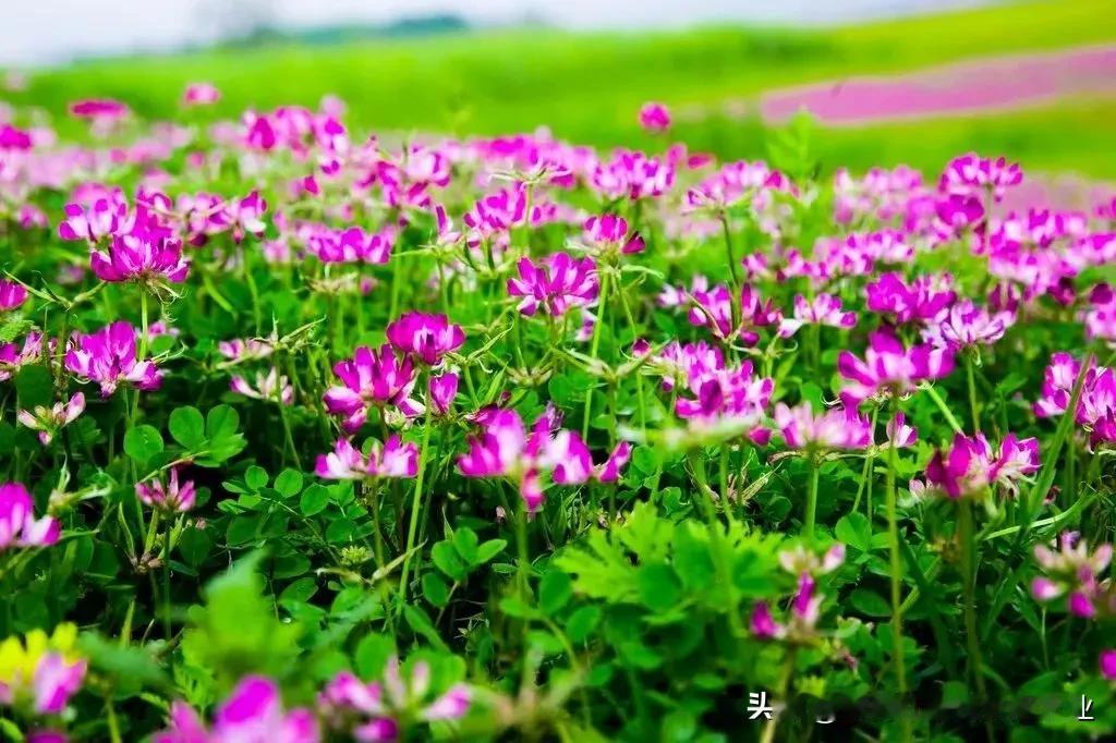 总之，紫云英花以其优雅的花姿、清新的香气和美丽的色彩，一定会让游客留连往返，陶醉