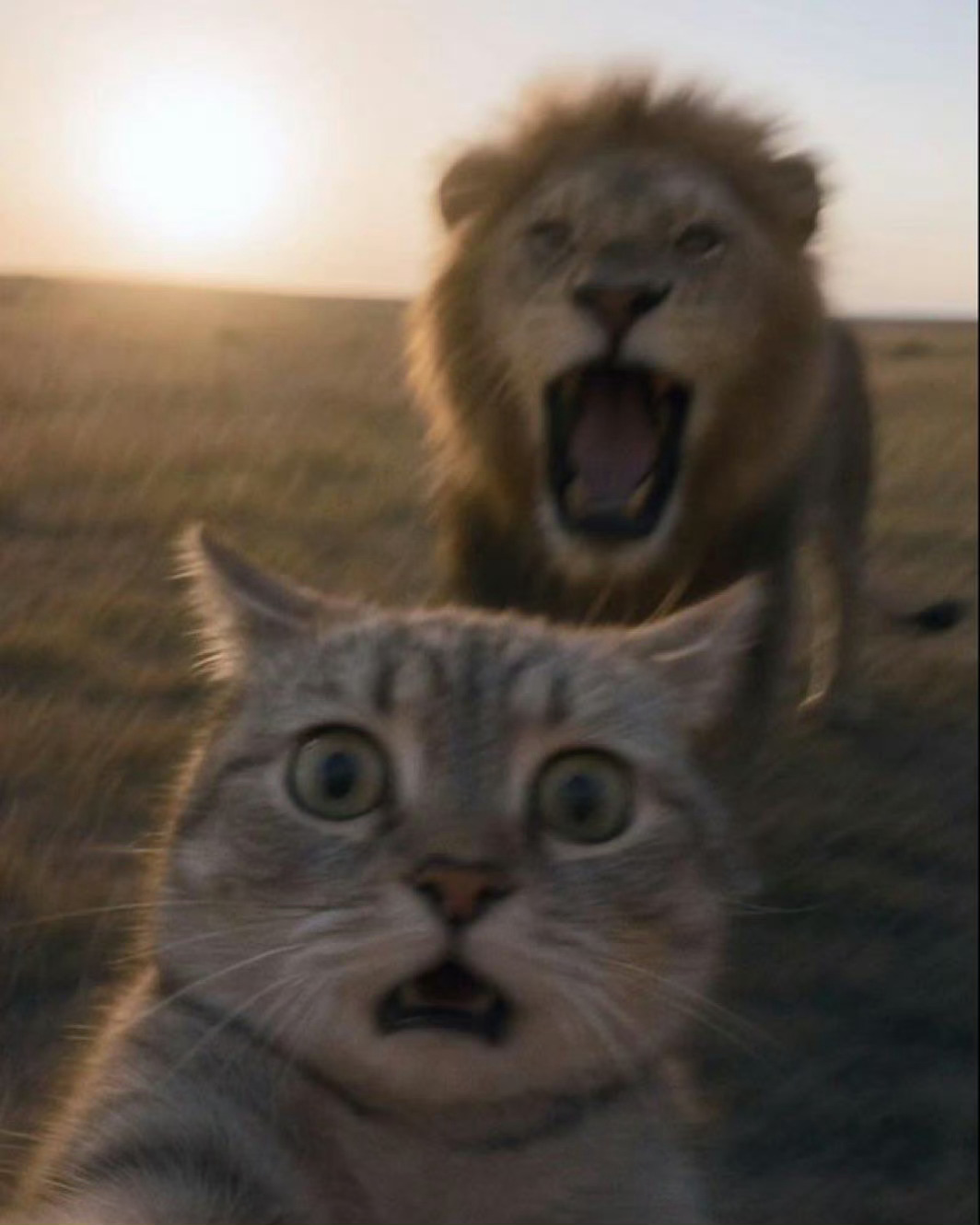 猫咪：来，自拍一张[开学季] ​​​