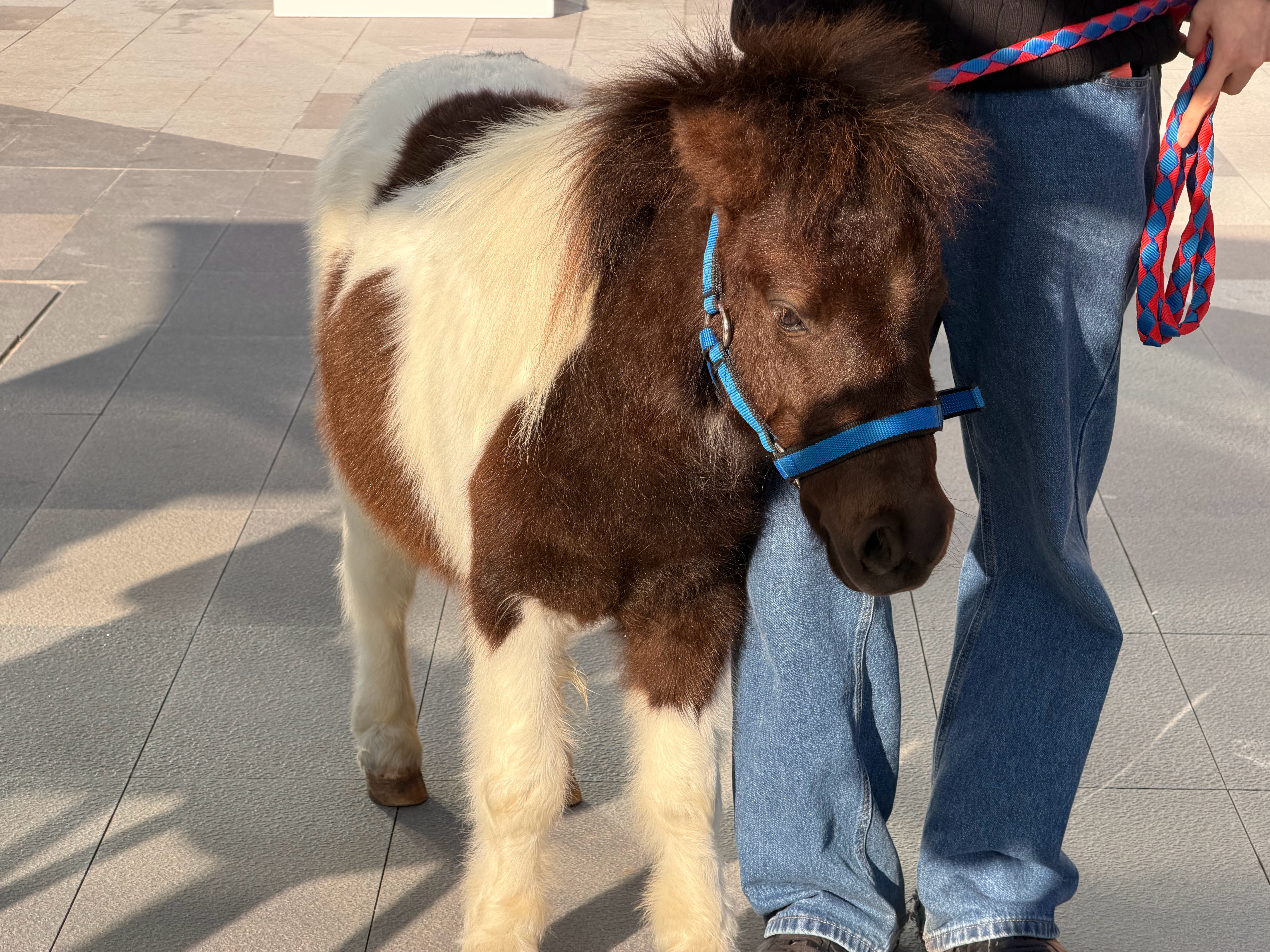 新年第一场发布会，小鹏在发布会上拉了个🐎新款小鹏P7+自带空间魔法