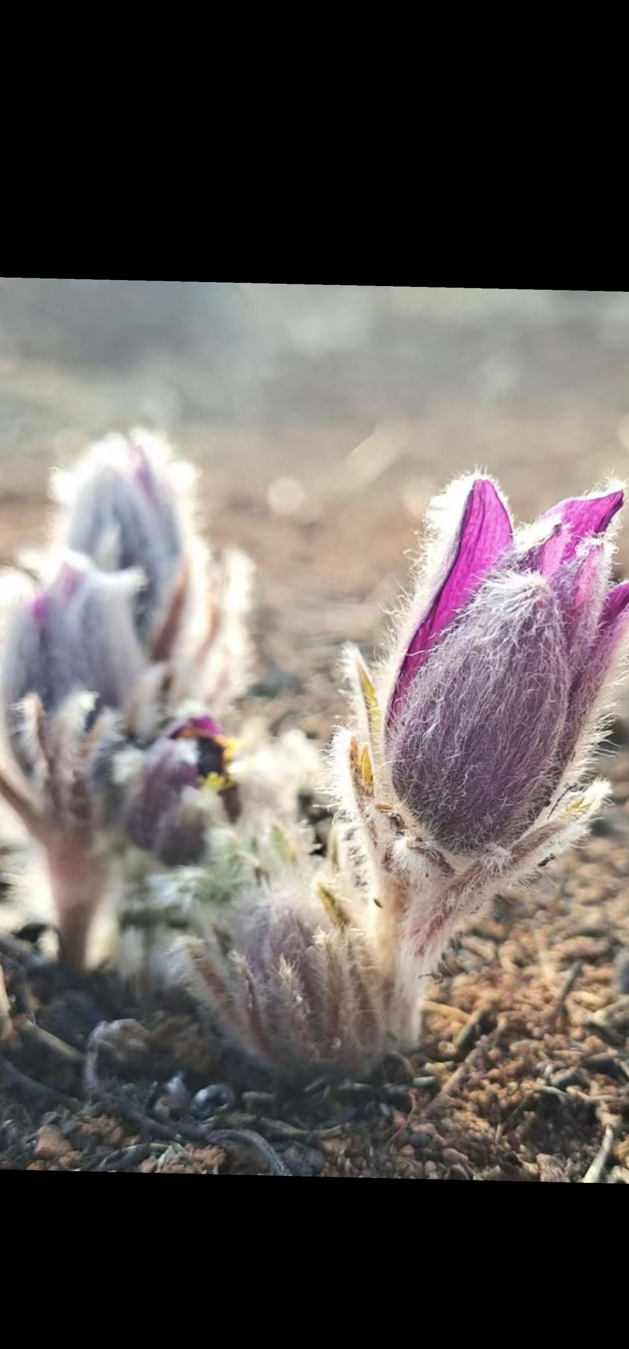 你知道吗？为啥老头走的