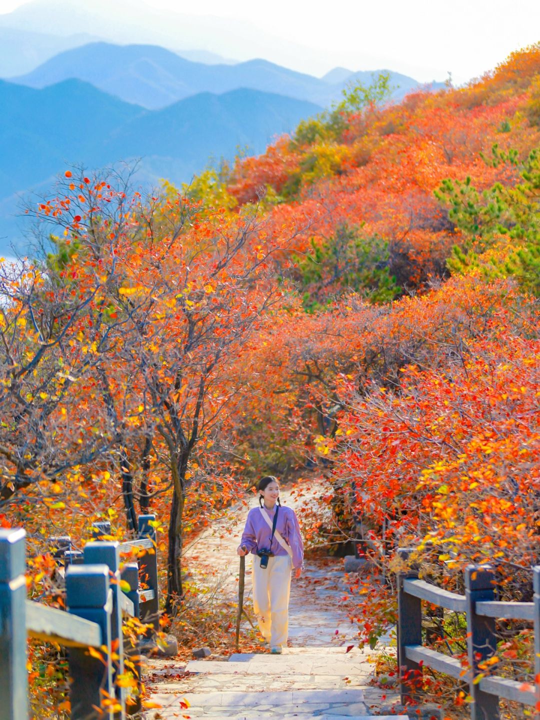 11.3实况播报🍁北京免费赏秋地正红❗️人少❗️
