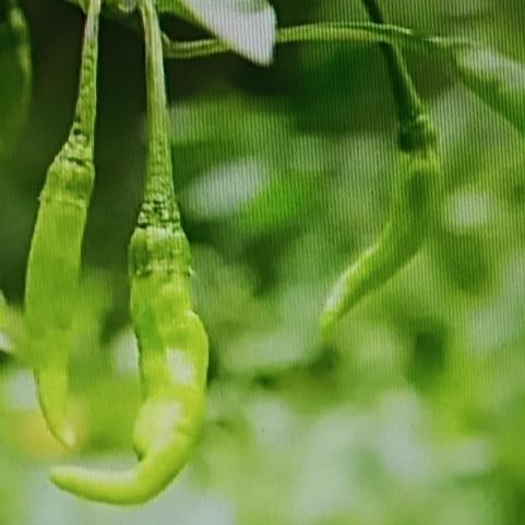 知道吗？有一种水果堪称“维生素C之王”，维生素C含量比番茄高十倍，它就是刺梨。这