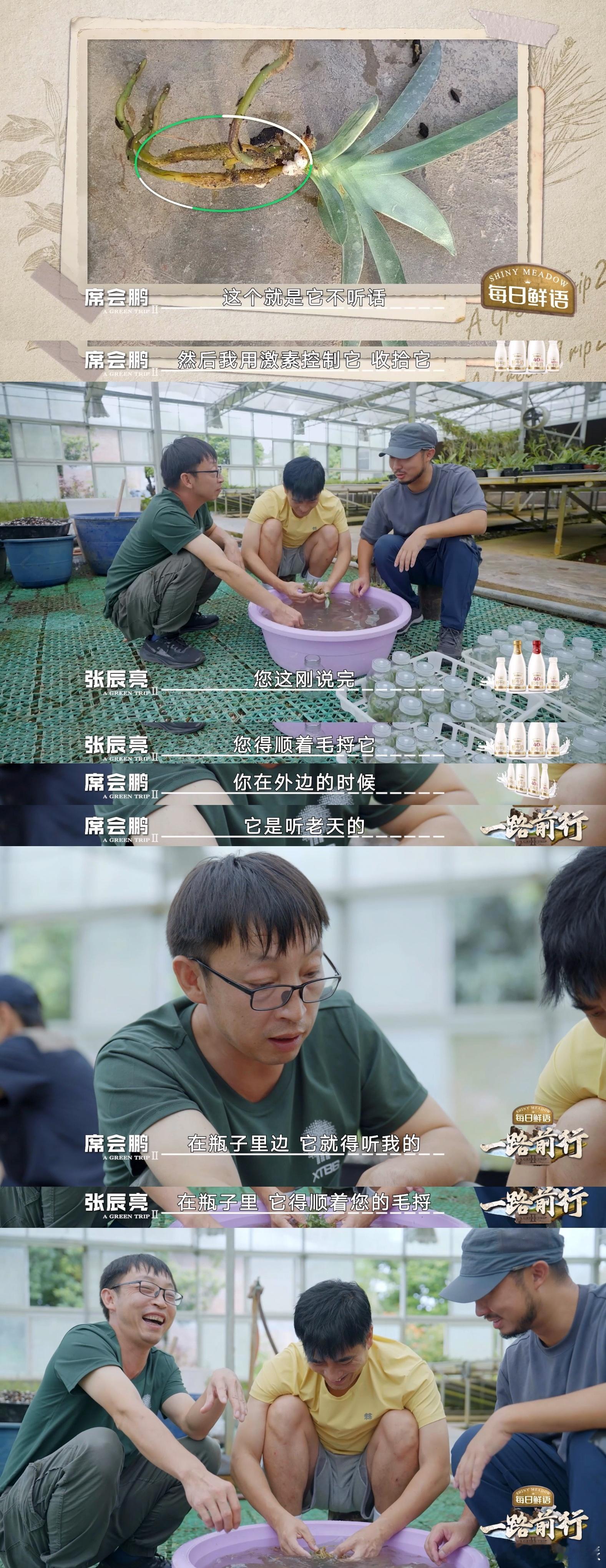 胡歌分享养兰花经历  家人们，胡歌养兰花的经历也太真实了！花还没开就快不行了，救