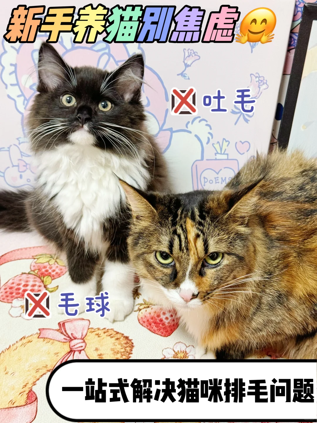 新手养猫要注意⚠️猫咪排毛不可忽视