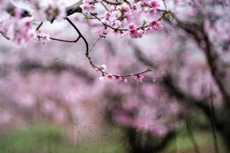 《雨》分享 “清风细雨桃花醉”，这画面太美啦，仿佛能看到那轻柔的风携着细雨，洒落