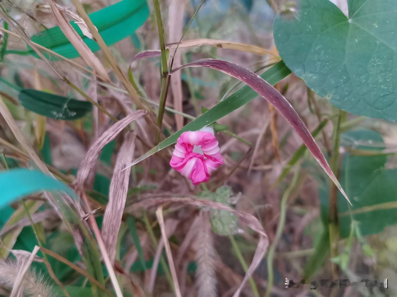 #上联:秋雨无心敲落叶。请对下联#春风有意佛新枝。