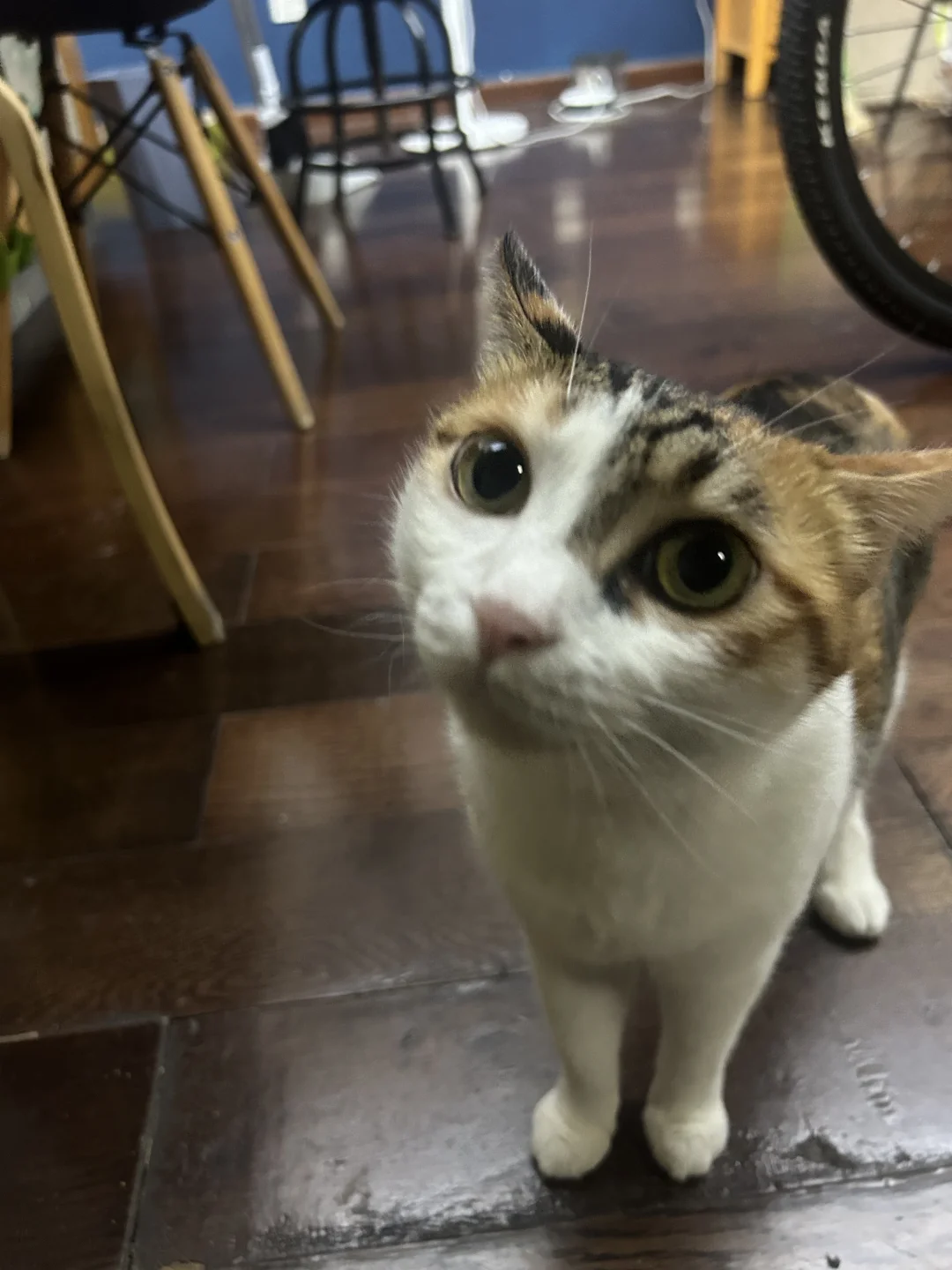 一周🐱照