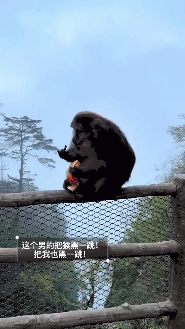 5月5日，一段“男子猛推峨眉山崖边进食猴子”的视频炸翻网络，看过的人无不怒火中烧