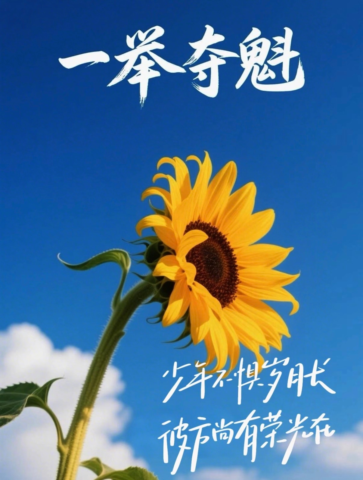 一朵向日葵，就足够对抗整个世界的灰暗蓝天为幕，阳光为灯它不说话，却比谁都耀眼像极