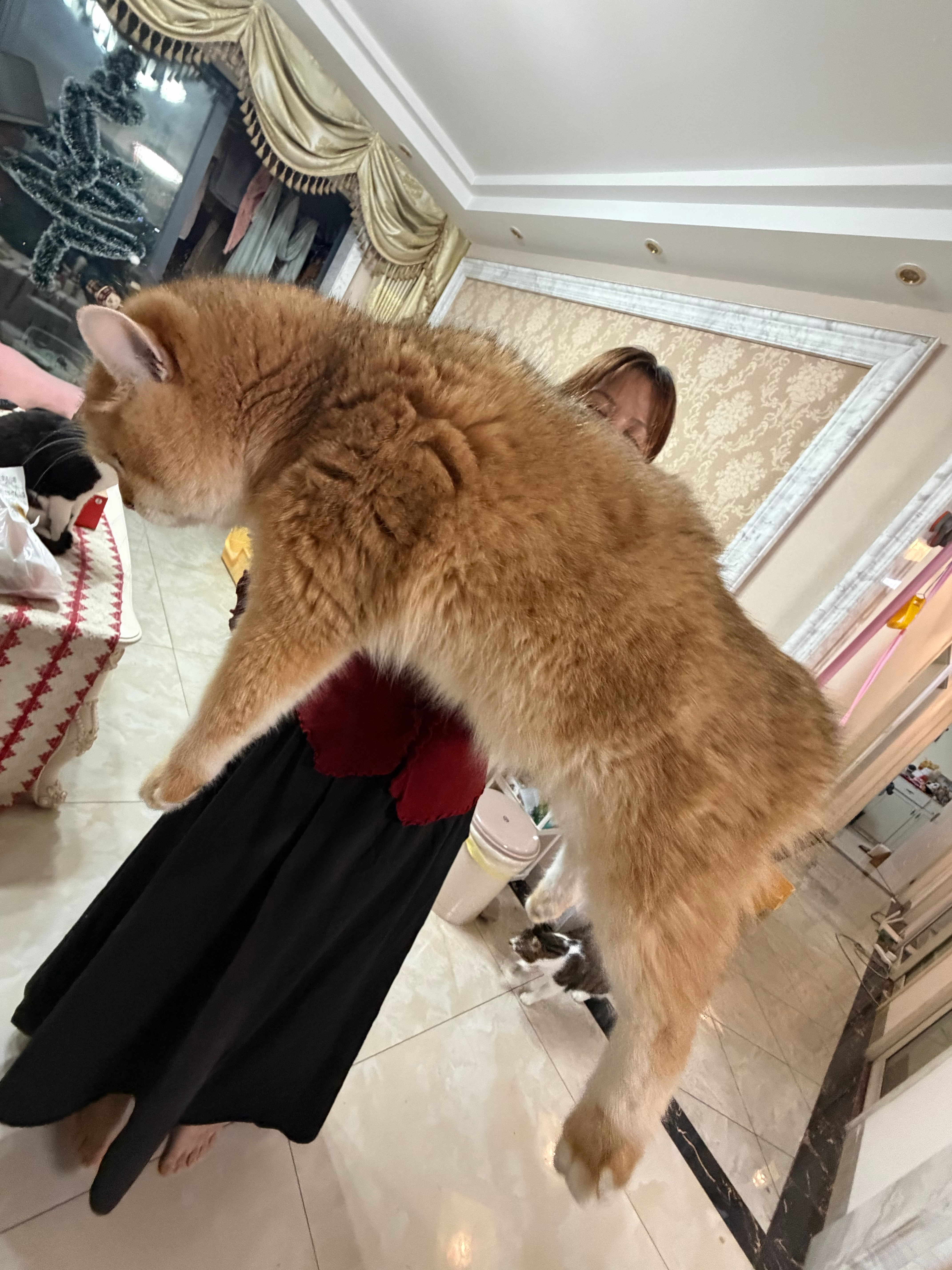 小猫嫌弃自己脚臭还有人没试过广角拍小猫吗？分分钟拍出巨猫感，只用把小猫举到广角中