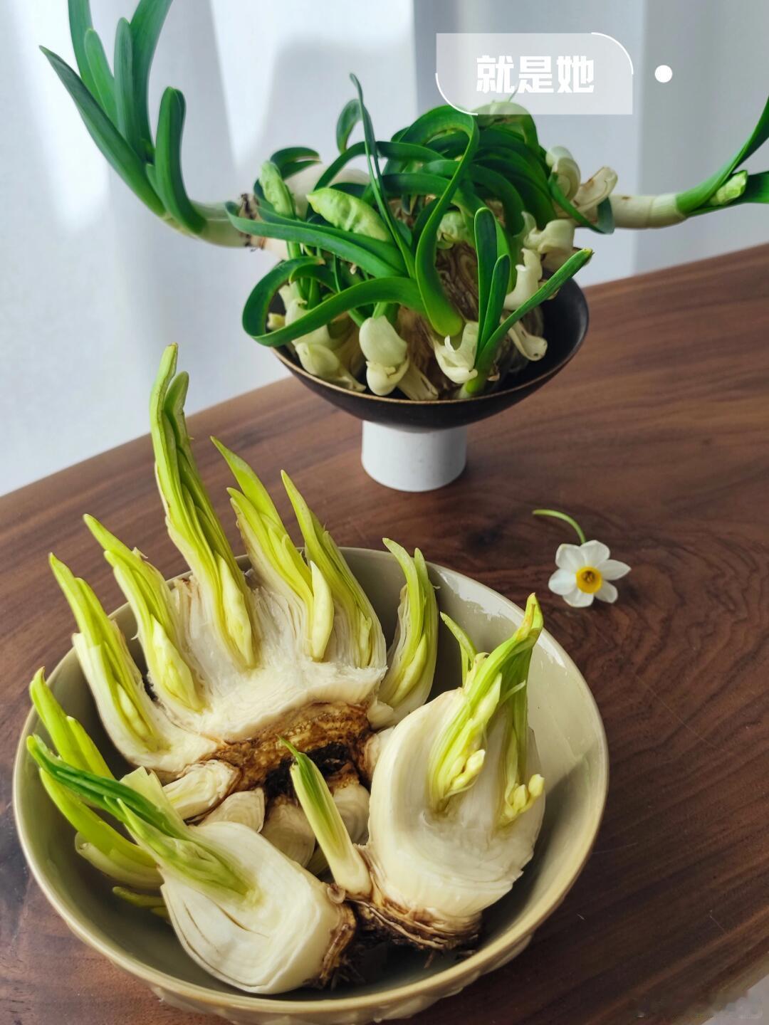 把水仙花雕刻成花孔雀中国手艺人把花养成山水画 非遗手艺点亮新春，水仙被雕成灵动孔