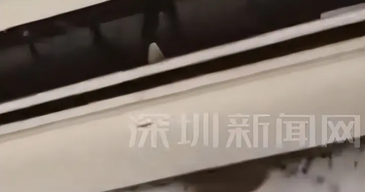 “以为是老鼠，结果掏出十几只蝙蝠” 男子洗空调被吓得浑身发麻！