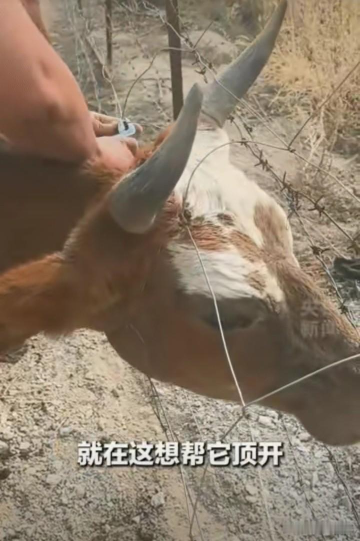 新疆阿勒泰，一对男女驾车经过，发现一只母牛与小牛奇怪地站在路边，下车走近一看，原