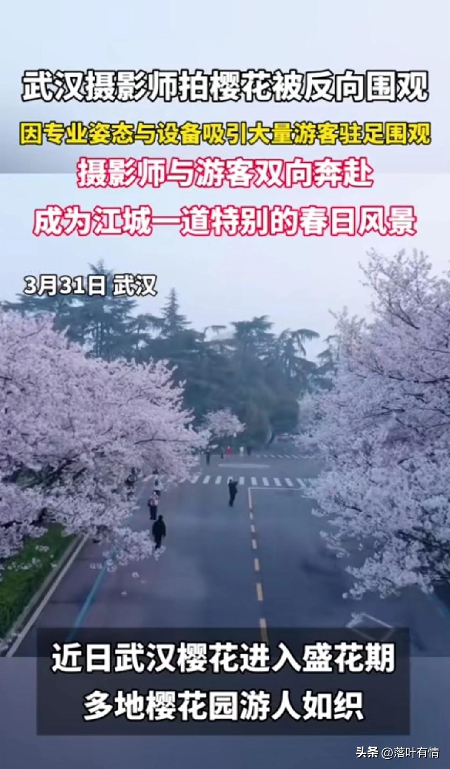 武汉的樱花进入了盛开期，
很多当地人和游客都前往打卡，
不少小姐姐穿着特别漂亮的