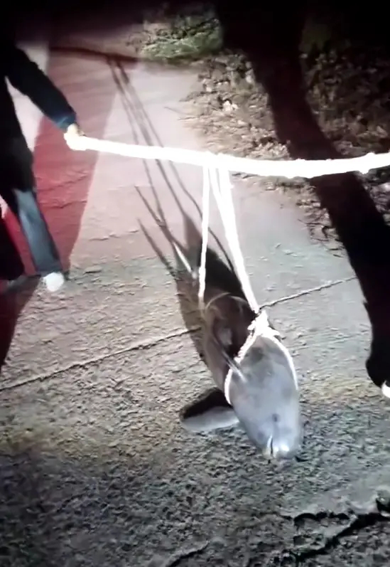 当地回应江豚被五花大绑抬上岸【湖北一江豚被五花大绑抬上岸？当地派出所：已死亡多日