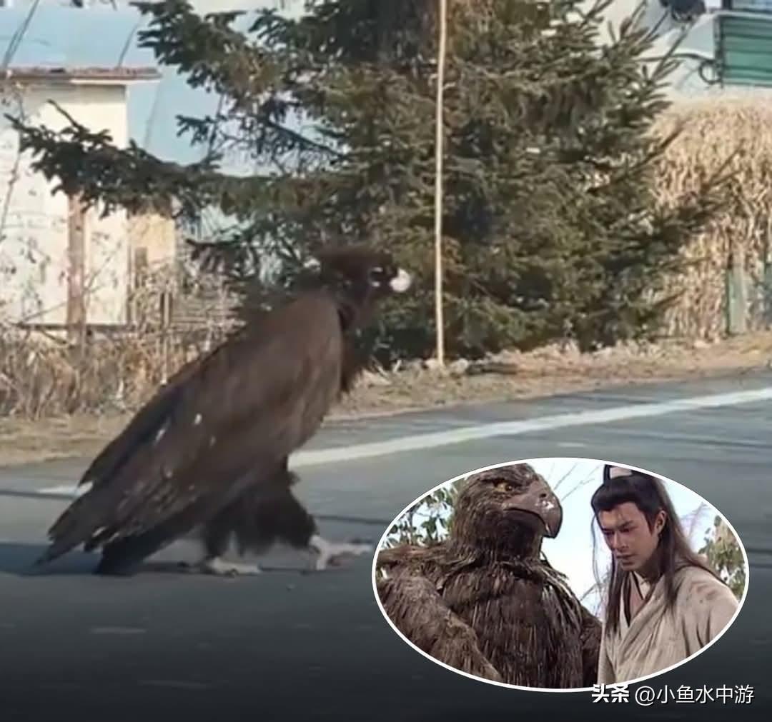 巨雕惊现吉林大街上闲逛！有网友把这一幕拍下并上传至社交网站后引起热议，有人留言怀