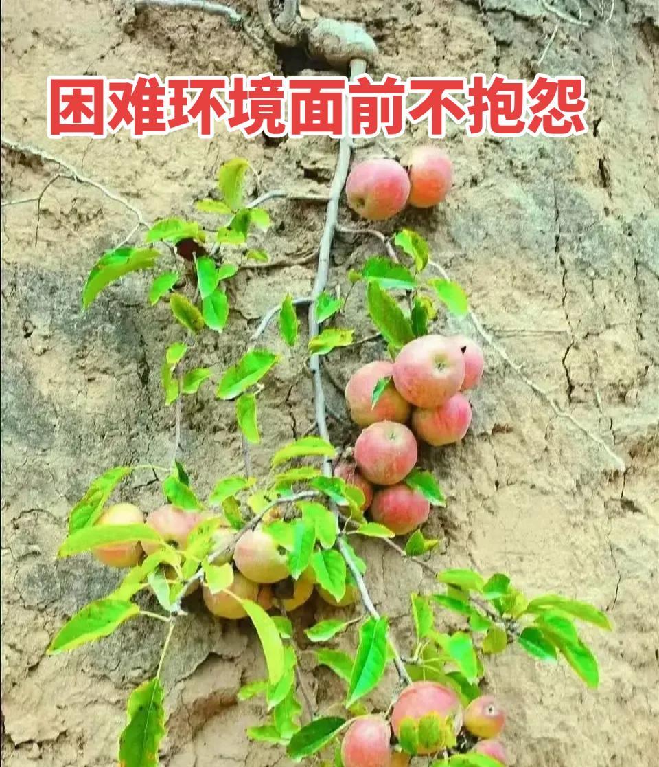 这音乐也太火了吧。
