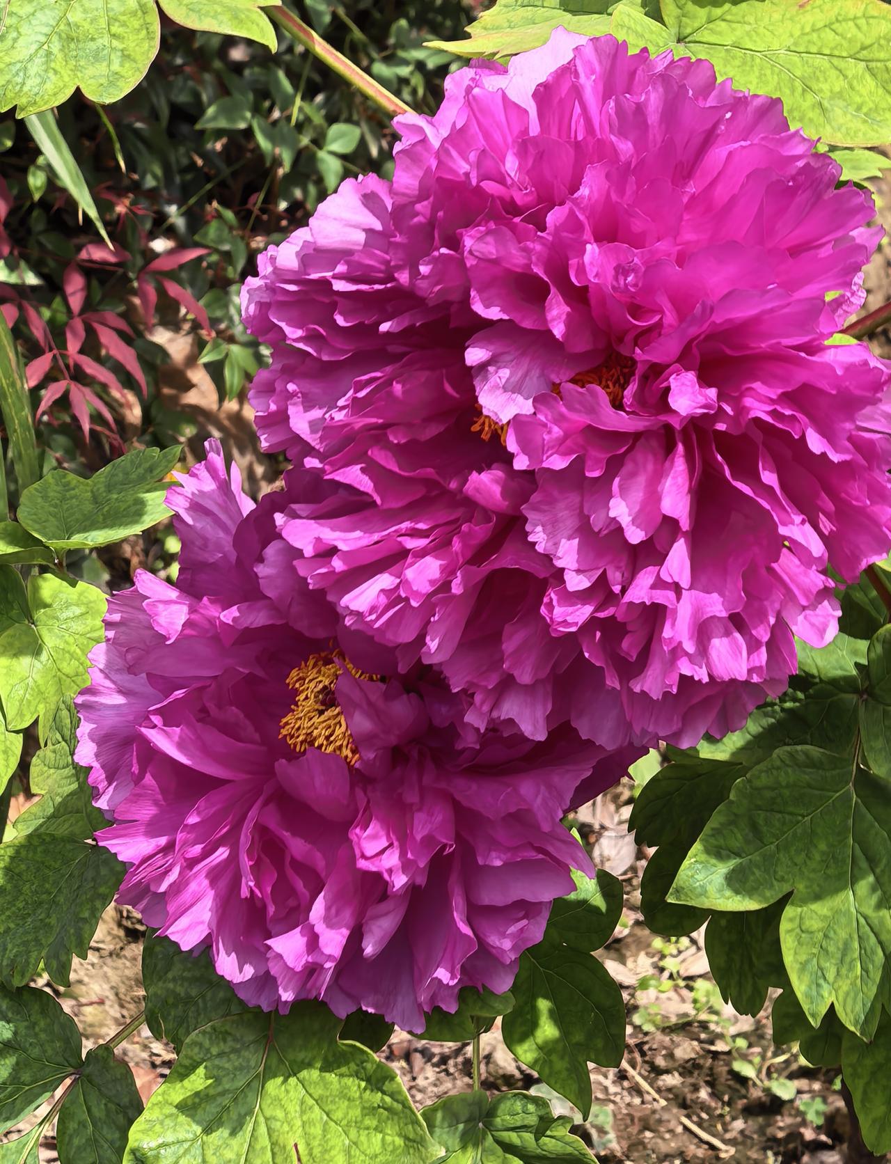 不与百花争时序，独领人间富贵香。
清明 牡丹