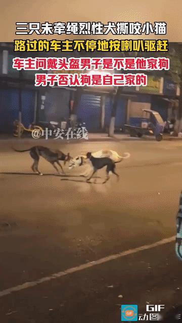 太残忍了！江苏南京，三只未栓绳的烈性犬在马路上疯狂的攻击一只小猫，而狗的主人就在