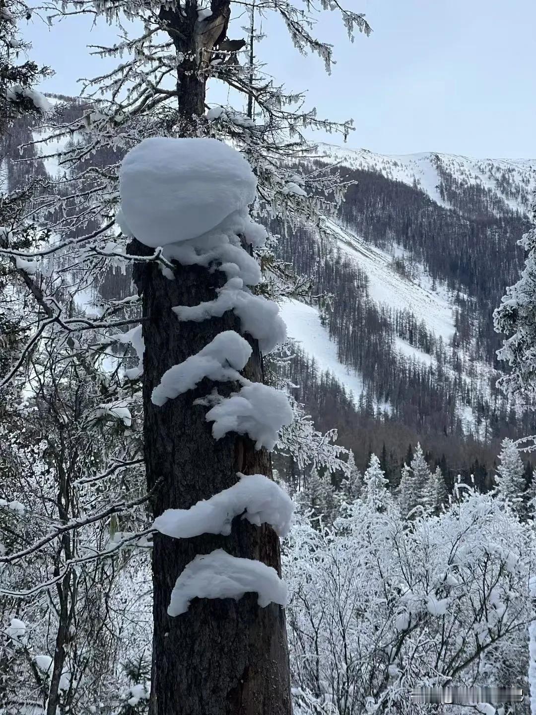 哈尔滨入冬以来这几天已经下好几场雪了，马上又要开始下雪。关于清雪的问题，我感觉城